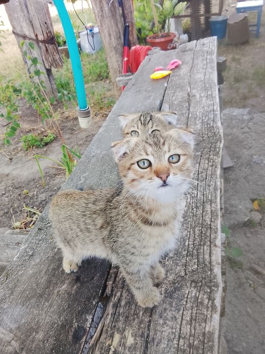 Два маленьких котиків