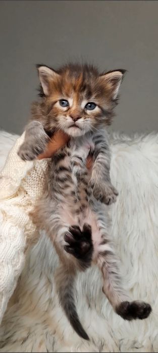 Елітна дівчинка Maine Coon — кішка