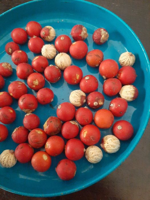 Coleçao de sementes de plantas raras