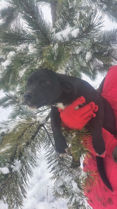 Віддам в добрі руки