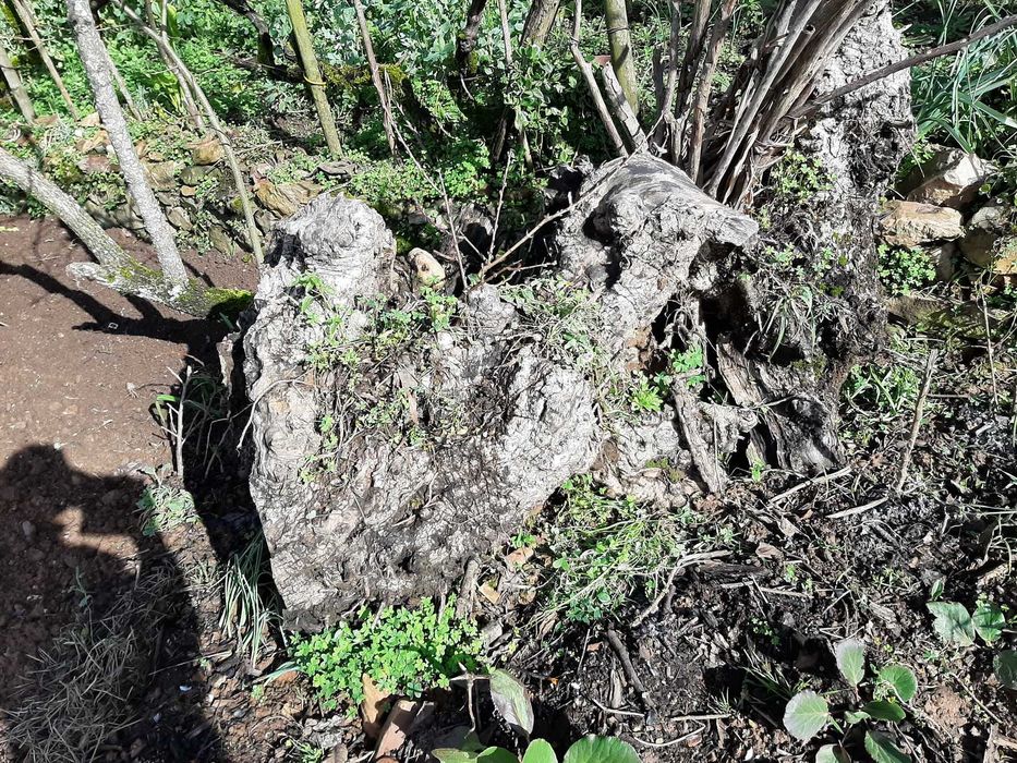 Troncos de Oliveira Centenária – Ideais p/ Arte, Escultura e Decoração
