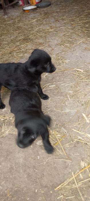 Oddam za darmo szczeniaki pieski