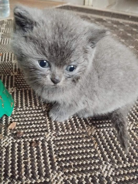 Кошенята британці