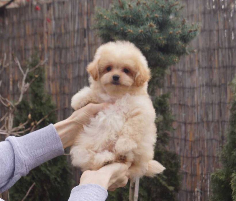 Справжнє карамельне ведмежатко) Дизайн-карапуз Києва