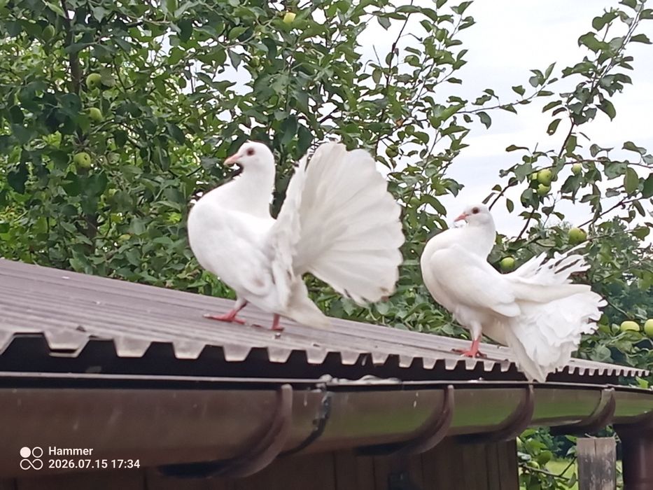 Gołębie pawiki samce i samice