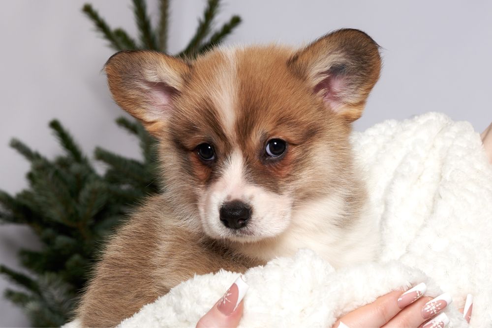 Welsh Corgi Pembroke - suczka, rudo-biała - REZERWACJA