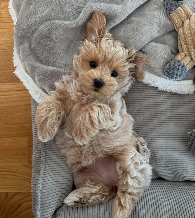 Маленькая роскошь вашего дома — элитные щенки мальтипу!