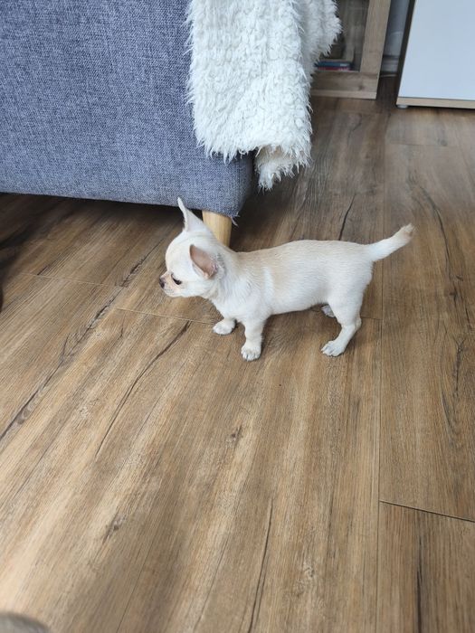 Piesek chihuahua krótkowłosy