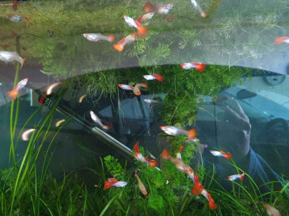 Guppys koi     .