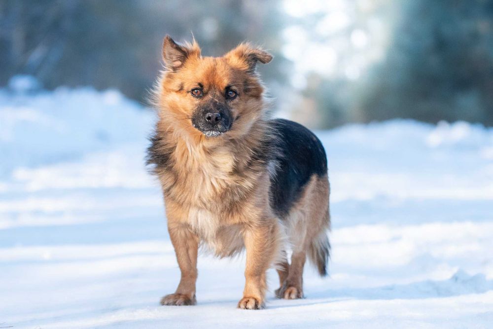 Tomino: wesoły i przyjazny puchatek