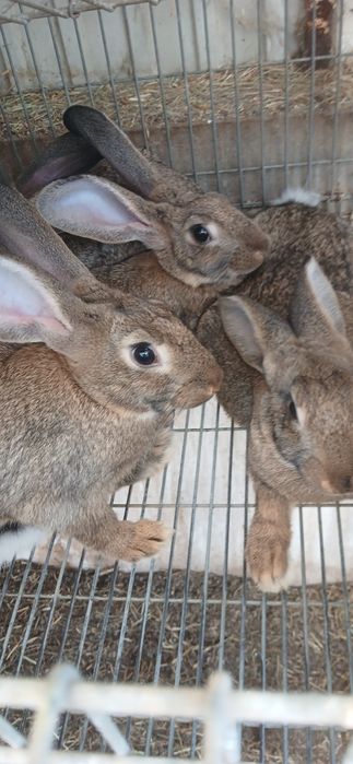 Coelhos caseiros