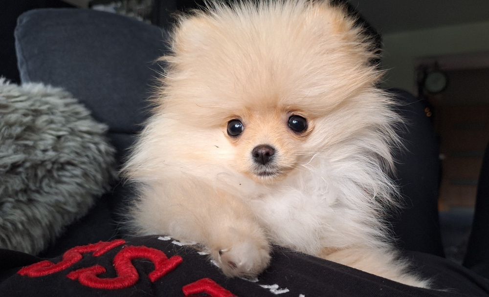 Szpic pomeranian suczka dziewczynka