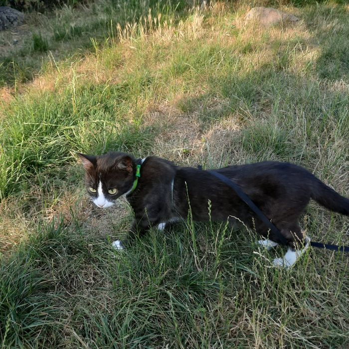 Пропала кішка в потягу