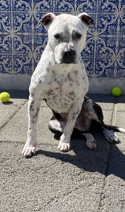 Cadela para adoção responsável