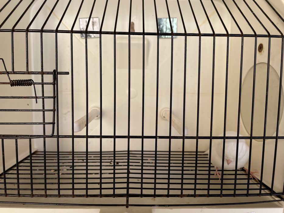 Canario branco recisivo