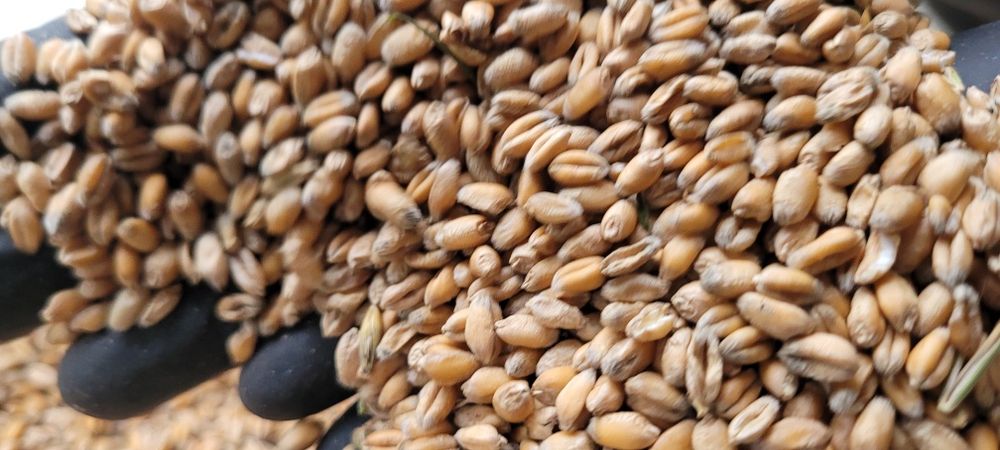 Sprzedam  PSZENICĘ ozimą