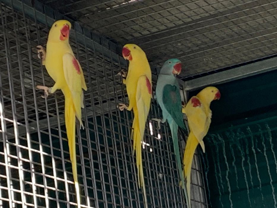 alexandrino lutino macho / verde portador de lutino ( Ler descrição)