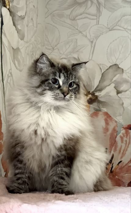 Ragdoll Kotka pohodowlana Angel