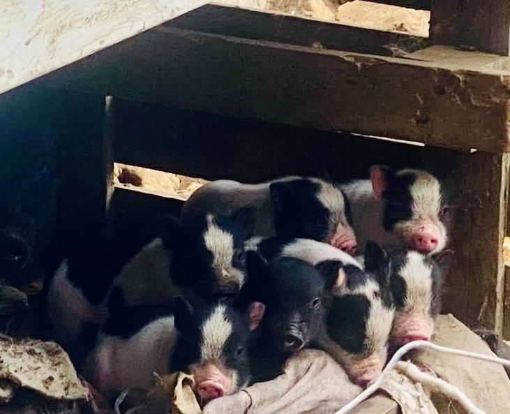 Mini Pigs para estimação