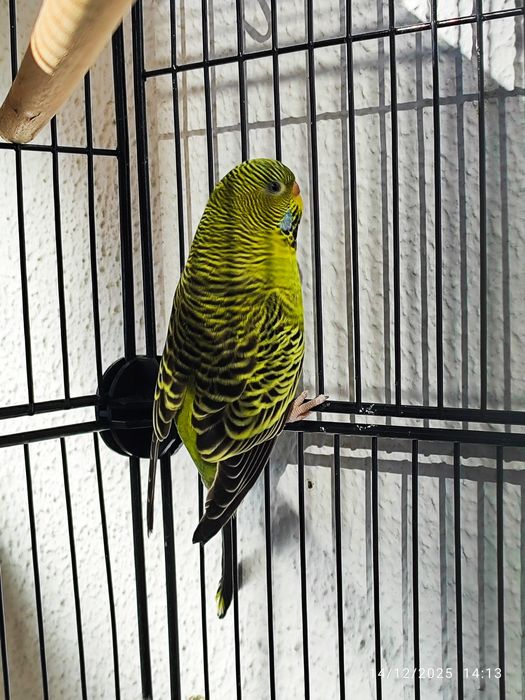 Casal Periquito black face