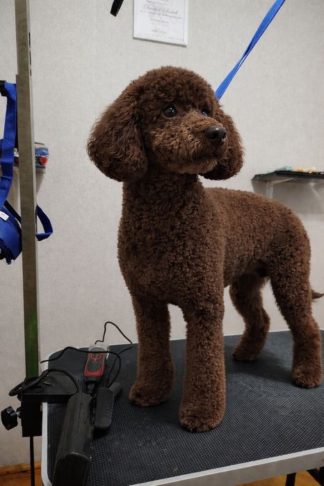 Грумінг стрижка тварин догляд за тваринами. Район автовокзалу.