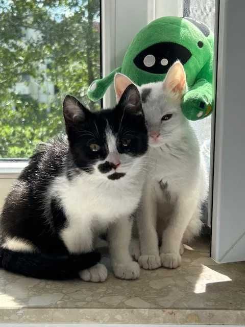 Timon i Pumba - chłopaki do adopcji w dwupaku