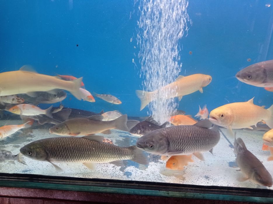 Jesiotr.Karp.karaś kolorowy. Koi. Oczko wodne