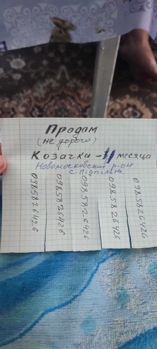 Продам козачек  4 месяца