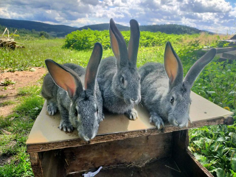 Кролі породи Шиншила. Німецький строкатий велетень.