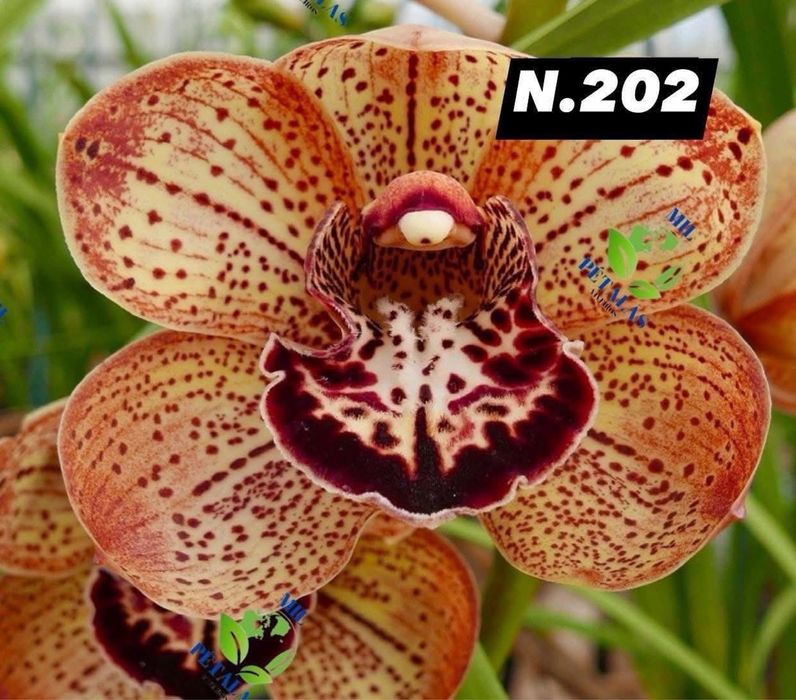 Orquídeas de Coleção a 9,50€ com 3/4 bolbos prontas a florir