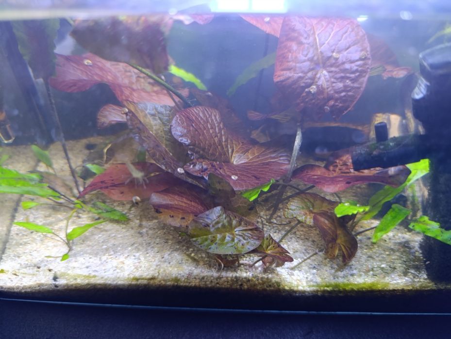 Lotos czerwony do akwarium