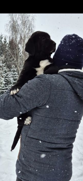 Owczarek środkowoazjatycki ZKwP FCI