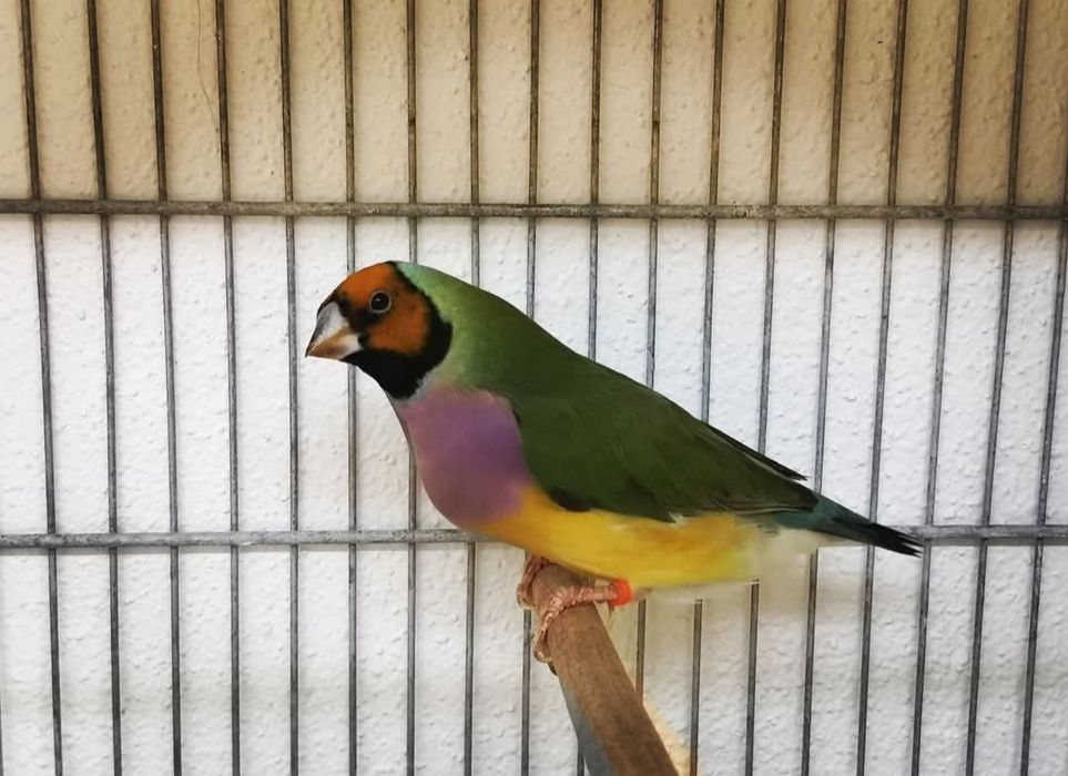 Tenho diamante goulds para ceder