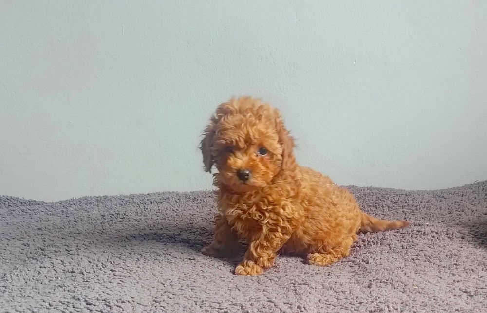 Pudel toy śliczny szczeniak + wyprawka, paszport UE