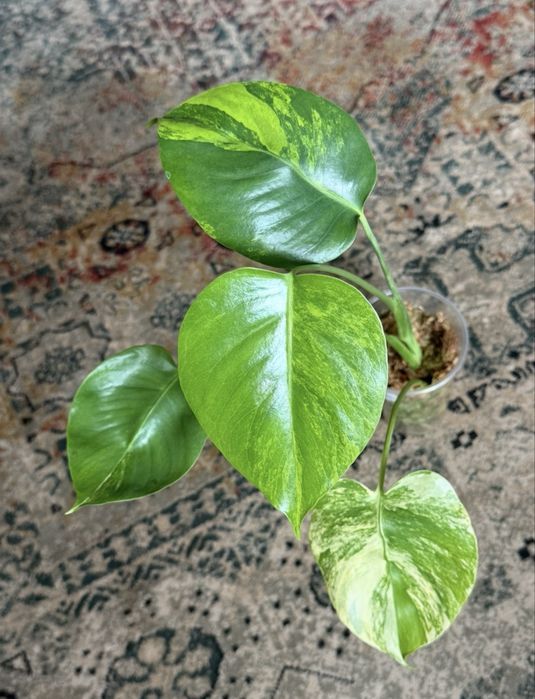 Promocja - Monstera NOID i inne monstery