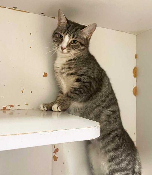 Чудова Мультя з красивими розкосими очима (1 рік). Стерил. Кошка