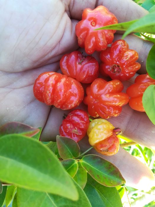 Pitanga Vermelha - Eugenia uniflora L.