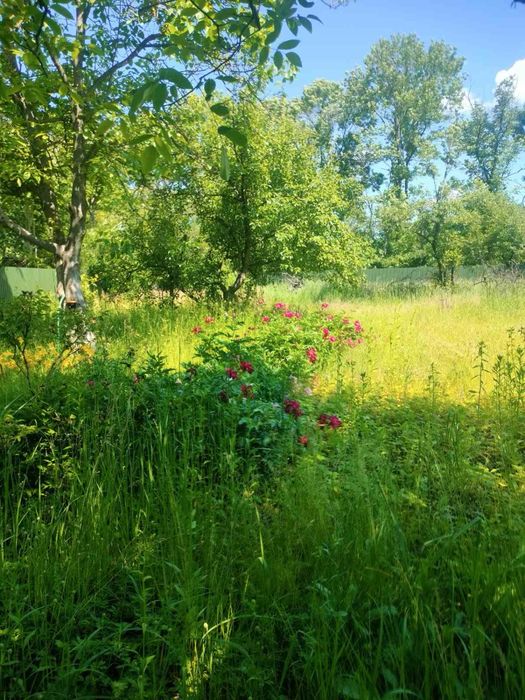 Продам  приватизовану земельну ділянку і дачу