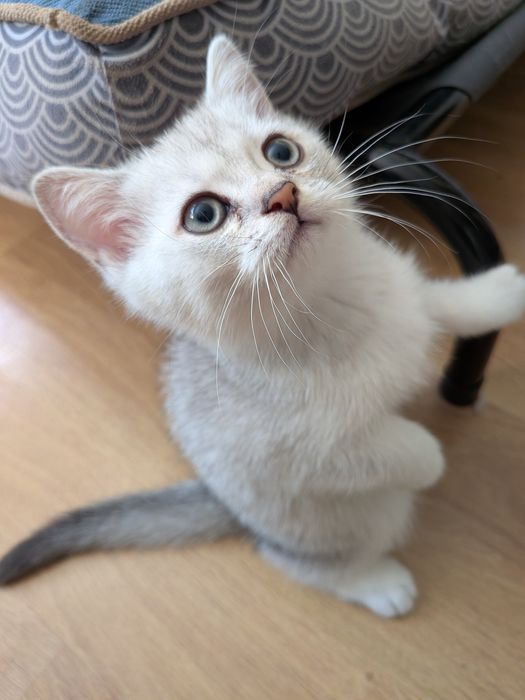 Gatinho Scotiish Straight