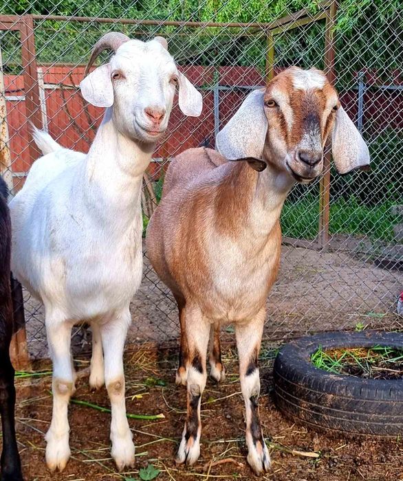 Кози англо нубійські