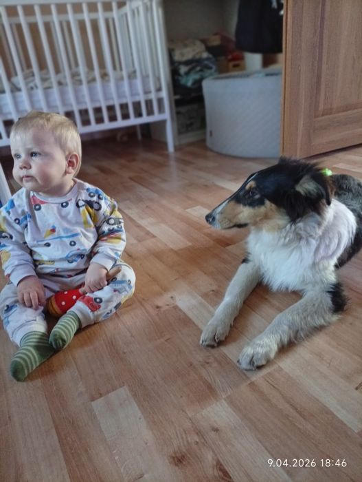 Owczarek szkocki collie