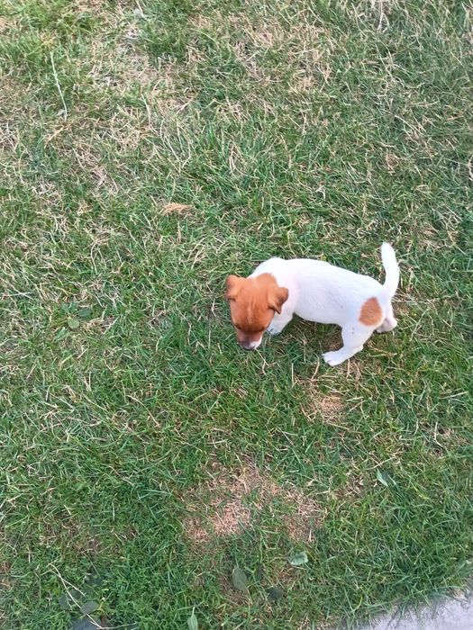 Jack Russell terrier Krótkowłosy