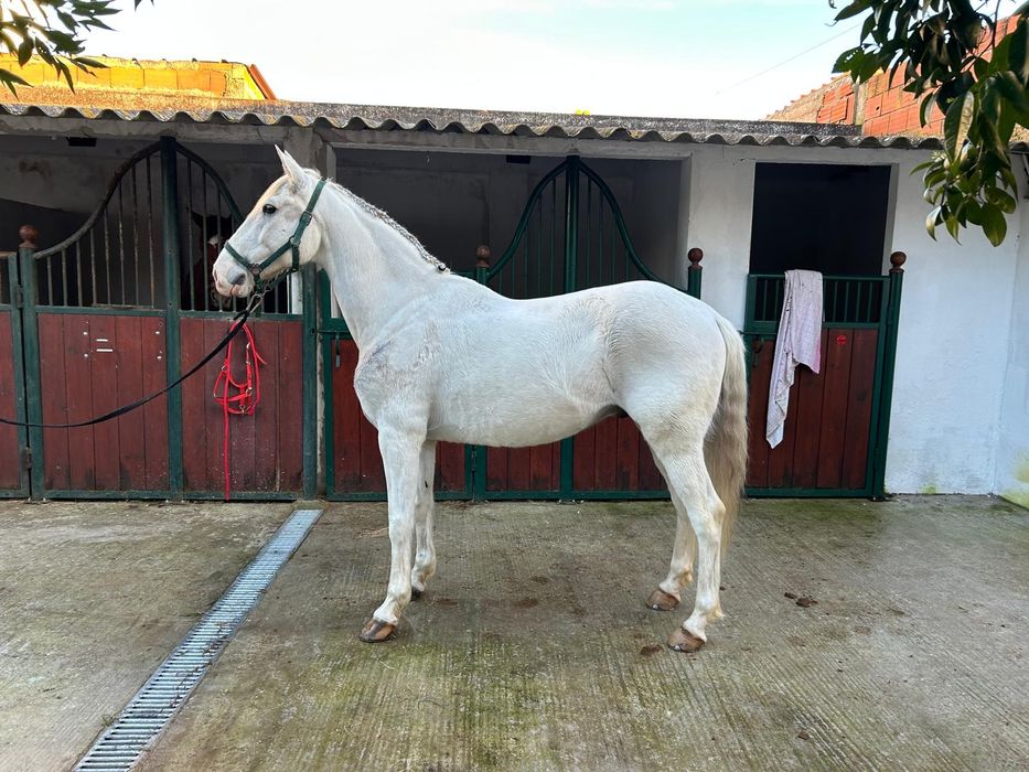 Cavalo lusitano puro