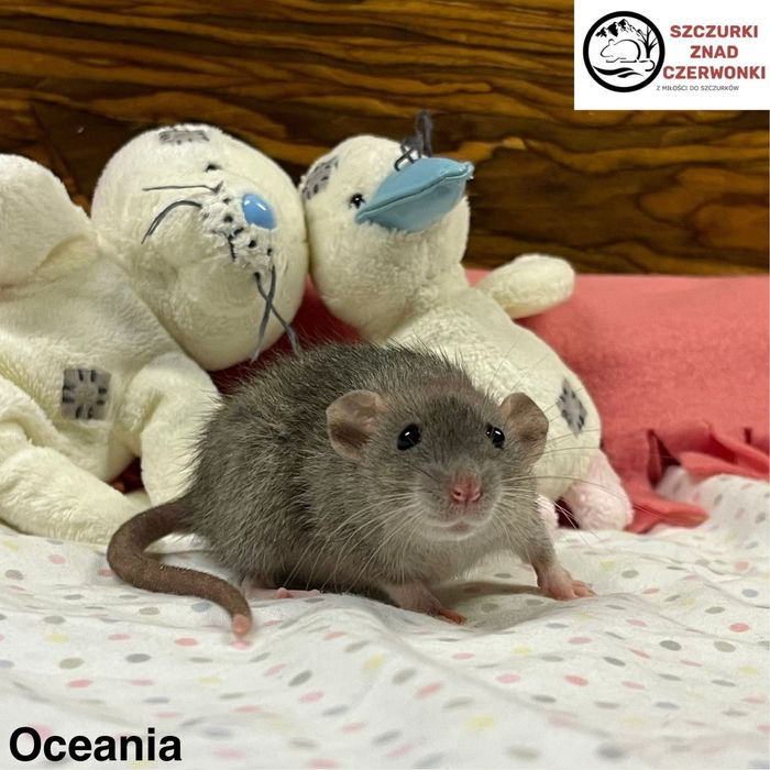 Piękna samiczka dumbo standard miot O szczur szczury szczurki