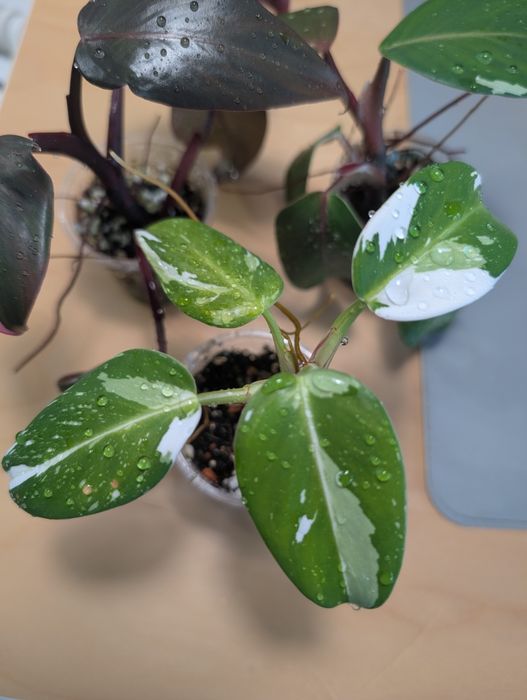 Zestaw philodendron (pink princess, white princess, white Knight)
