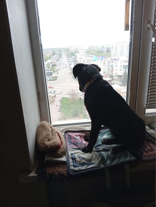 Собака, дівчинка, вік 5/6 міс.