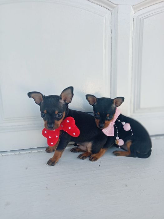 Pinscher Miniatura