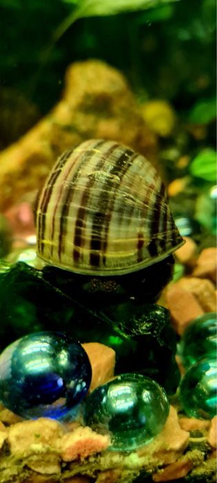 Улитки, равлики ампулярии.