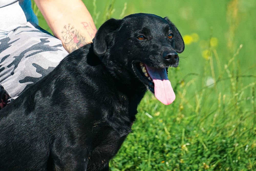 NEMO - świetny psiak w typie labrador