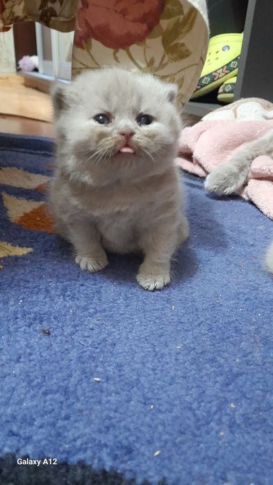 Британские котята